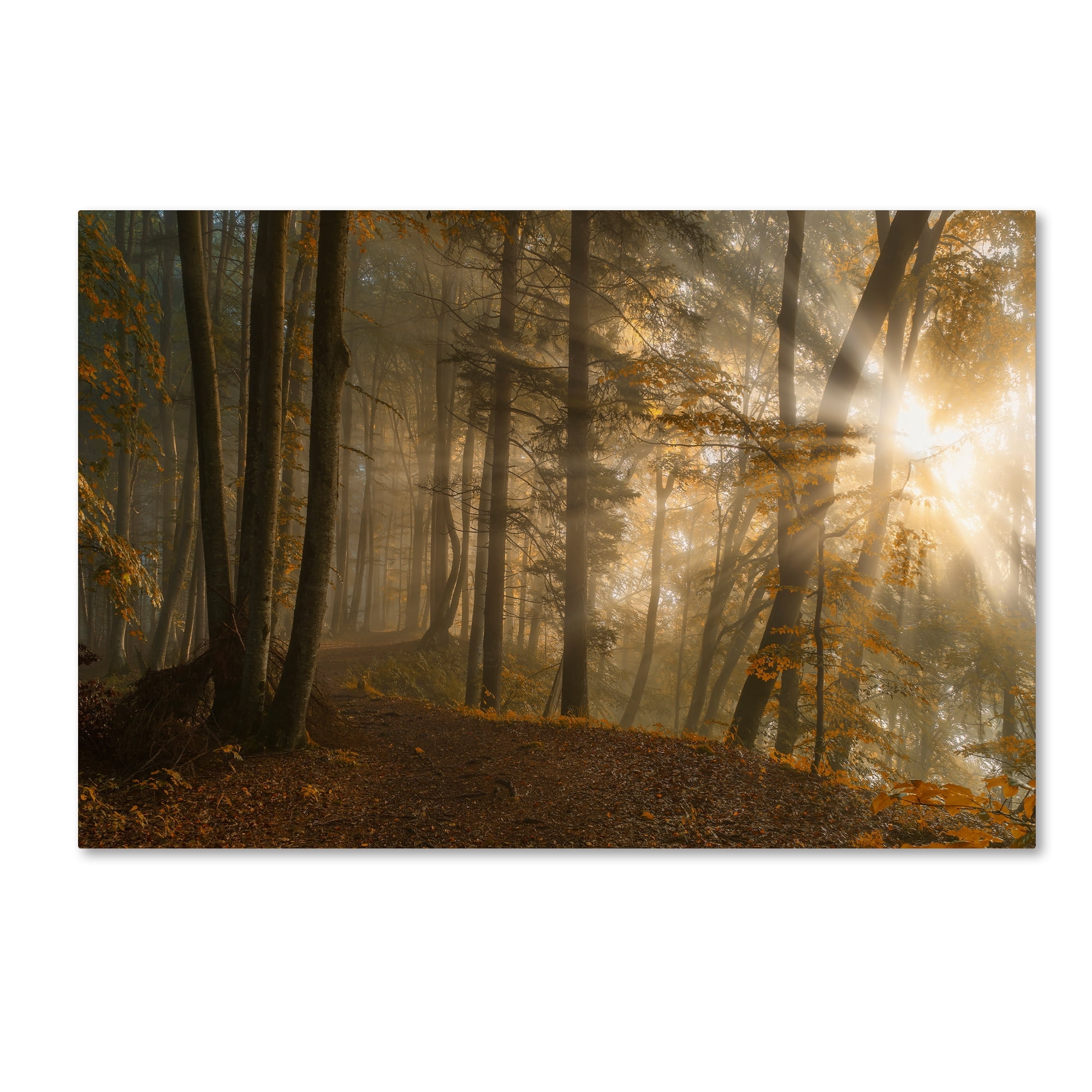 Norbert Maier 'Forest Light' Canvas Art