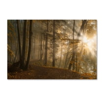 Norbert Maier 'Forest Light' Canvas Art
