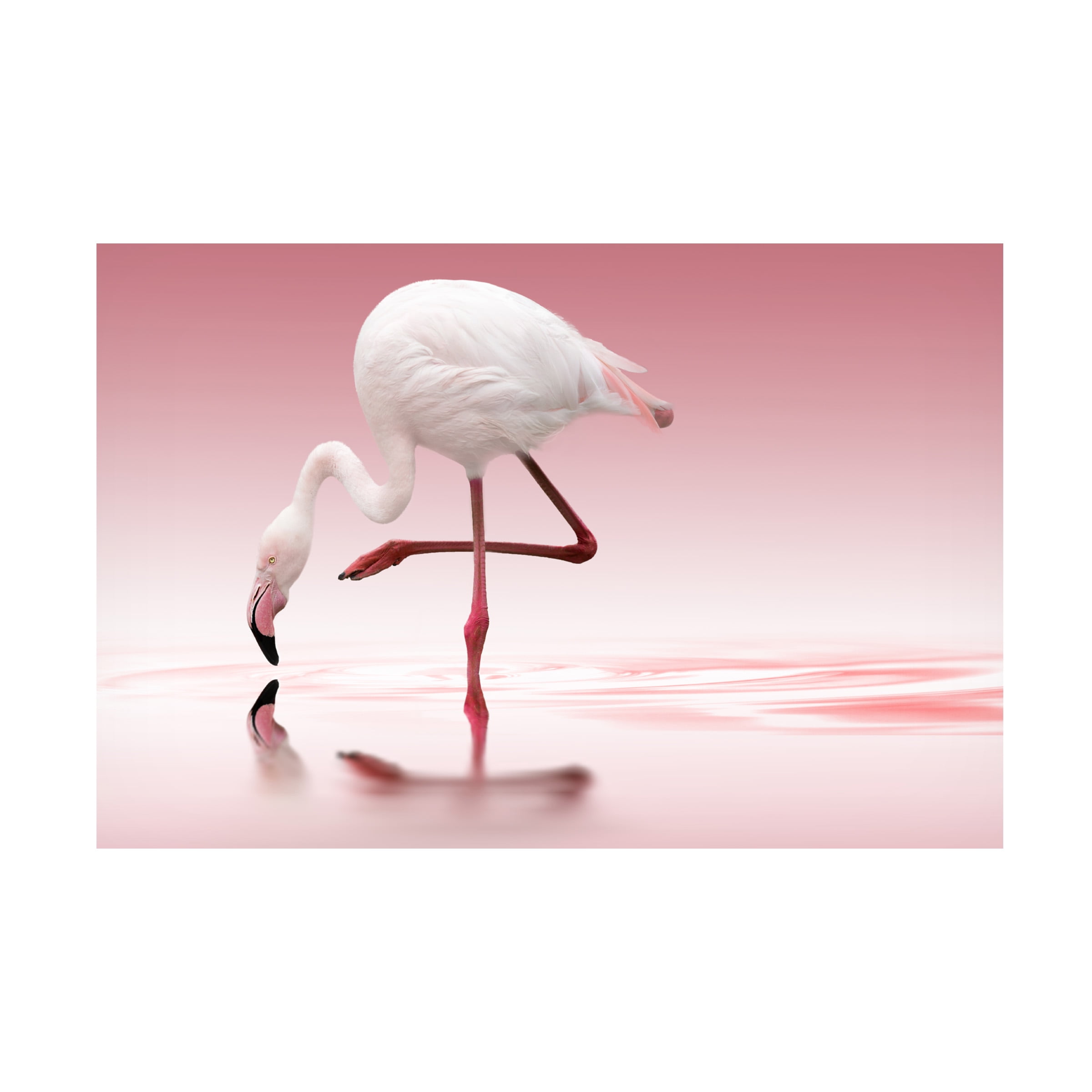 Doris Reindl 'Flamingo' Canvas Art