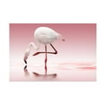 thumbnail image 1 of Doris Reindl 'Flamingo' Canvas Art, 1 of 4