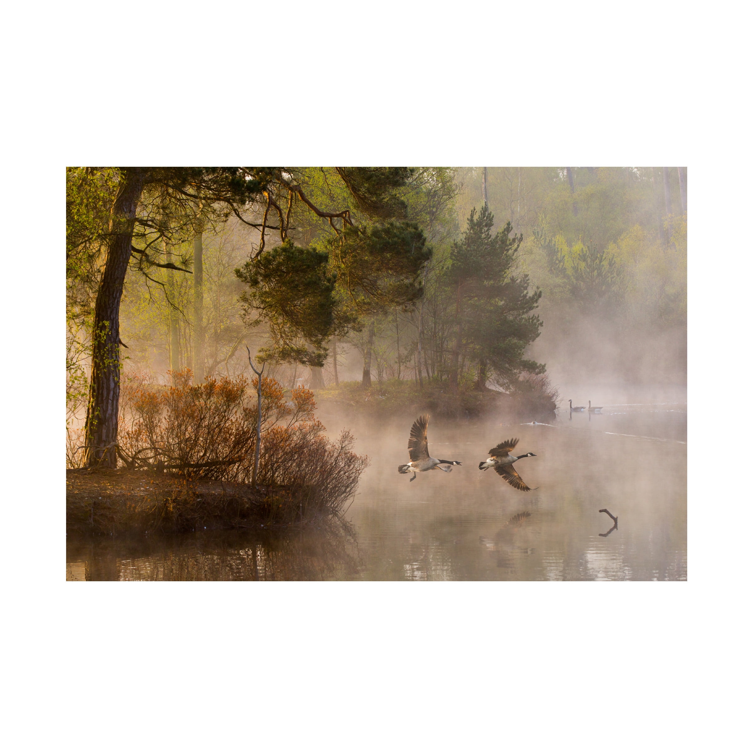 Anton Van Dongen 'Goose Fight' Canvas Art