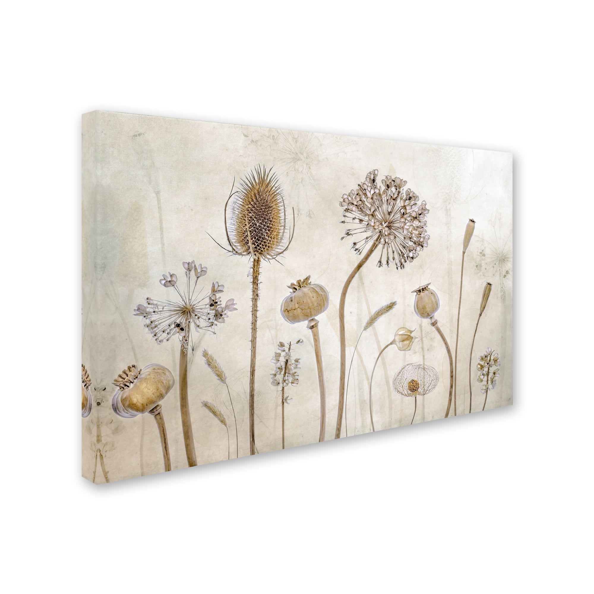 Mandy Disher 'Growing Old' Beige and Brown Canvas Art