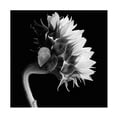 thumbnail image 1 of 18x18 Canvas Ready to Hang, 1 of 4