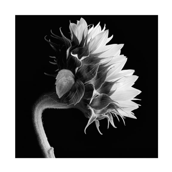 35x35 Gallery Wrapped Canvas Art