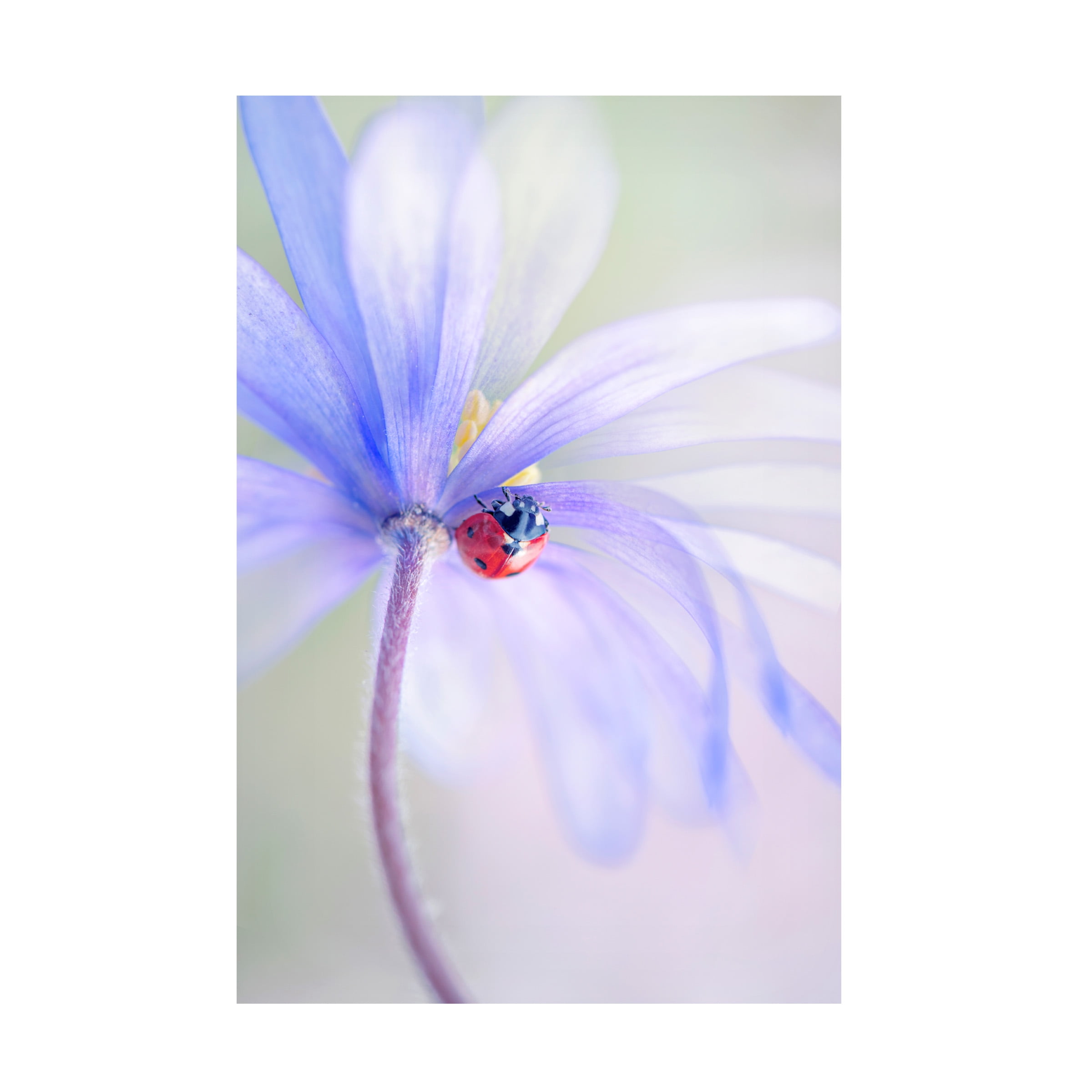 Jacky Parker 'Spring Lady' Canvas Art