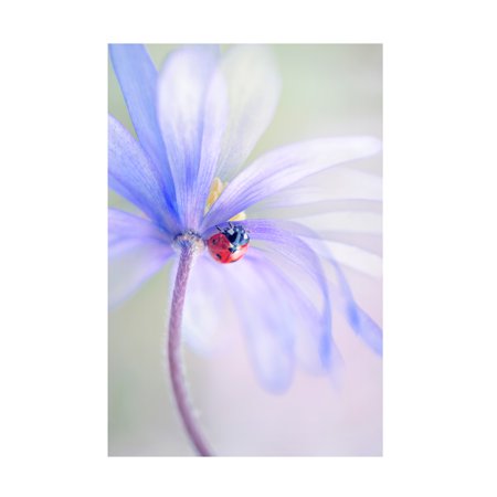 Jacky Parker 'Spring Lady' Canvas Art