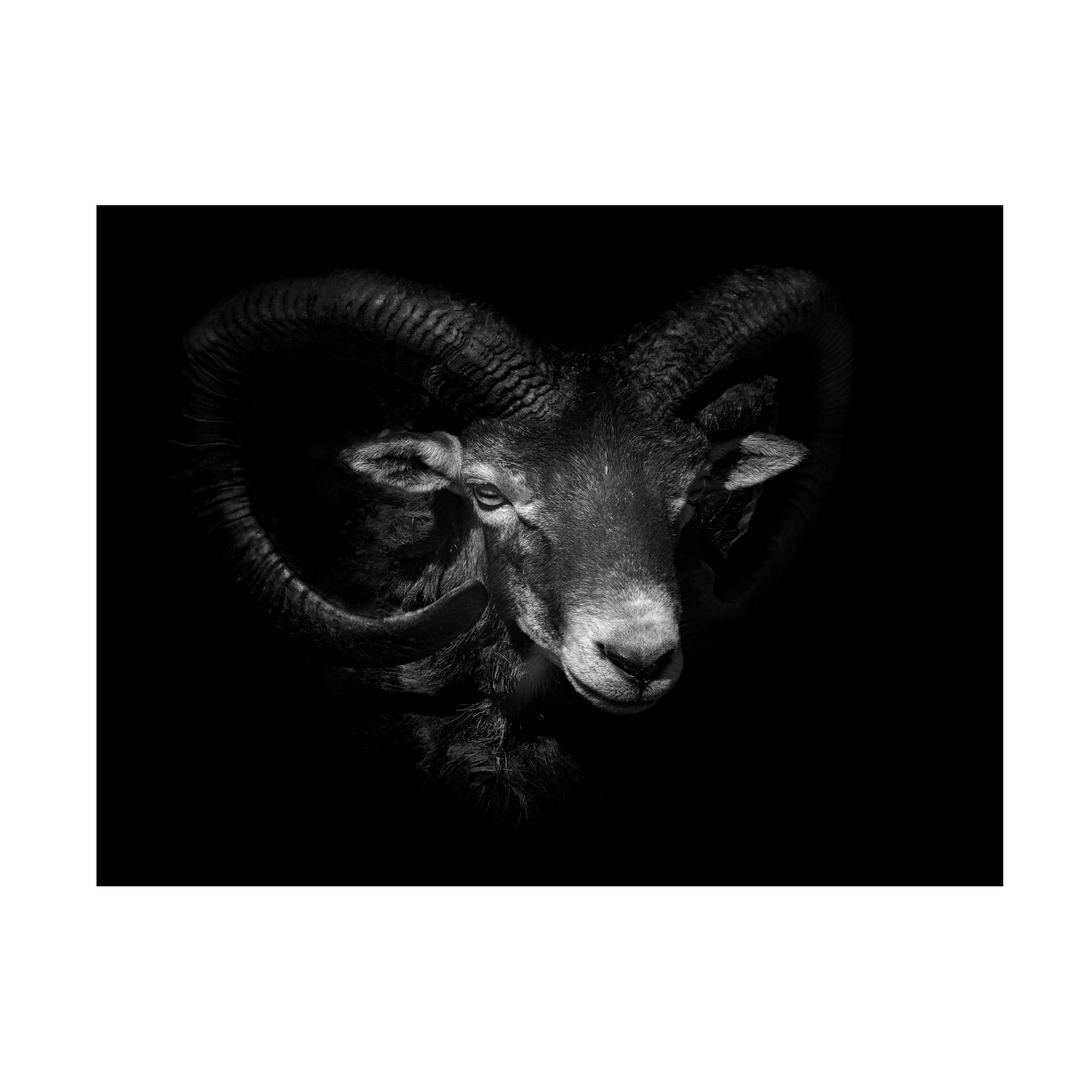 Ferdinando Valverde 'Between Horns' Canvas Art