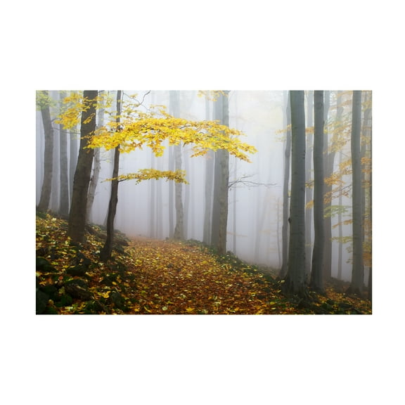 Martin Rak 'Forest Colors' Canvas Art