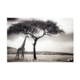 thumbnail image 1 of Piet Flour 'Under The African Sun' Canvas Art, 1 of 4