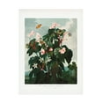 thumbnail image 1 of Pictufy 'The Obliquea锟斤拷Leaved Begonia from The Temple of Flora 1807' Canvas Art, 1 of 4