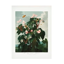Pictufy 'The Obliquea锟斤拷Leaved Begonia from The Temple of Flora 1807' Canvas Art