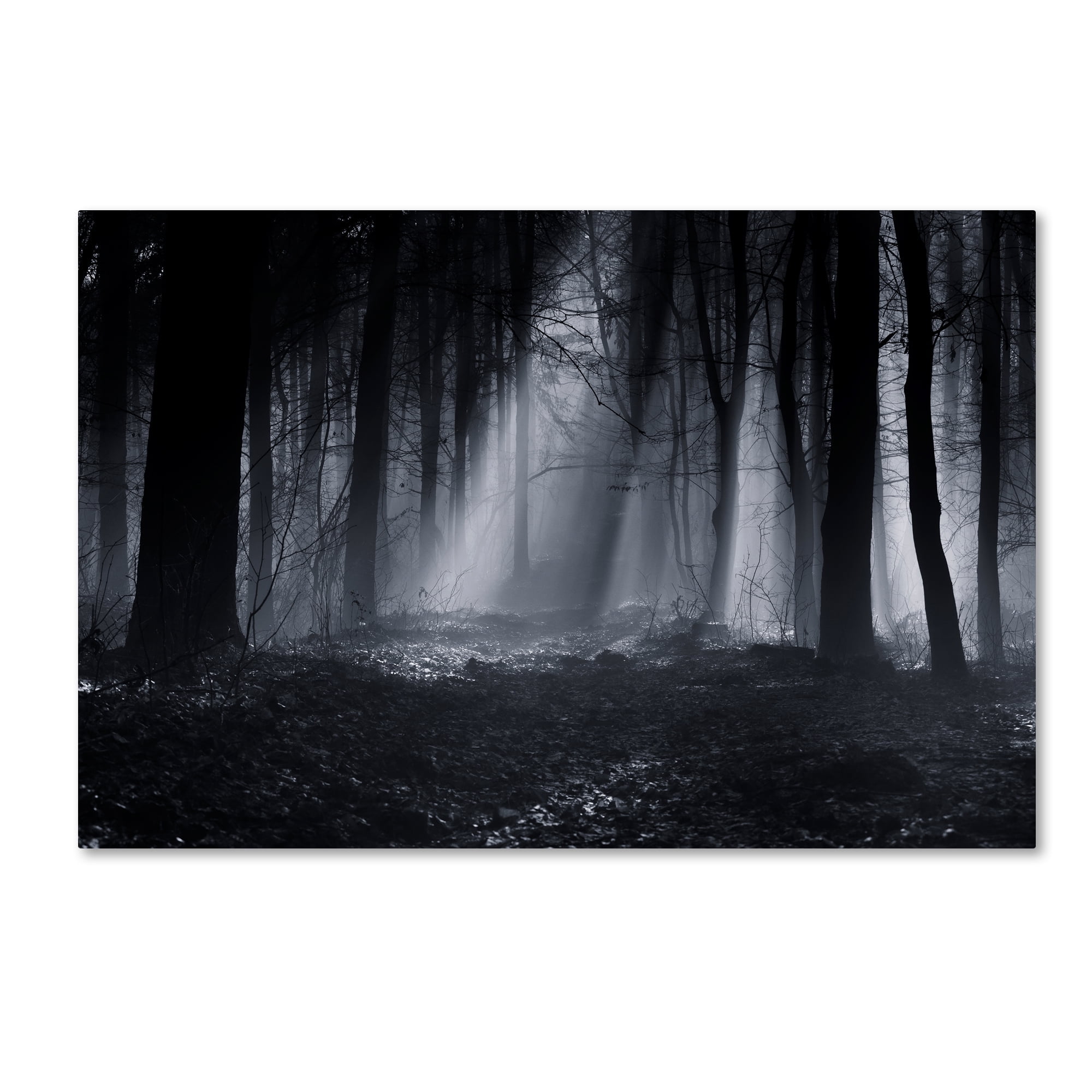 Julien Oncete 'Capela Forest' Canvas Art