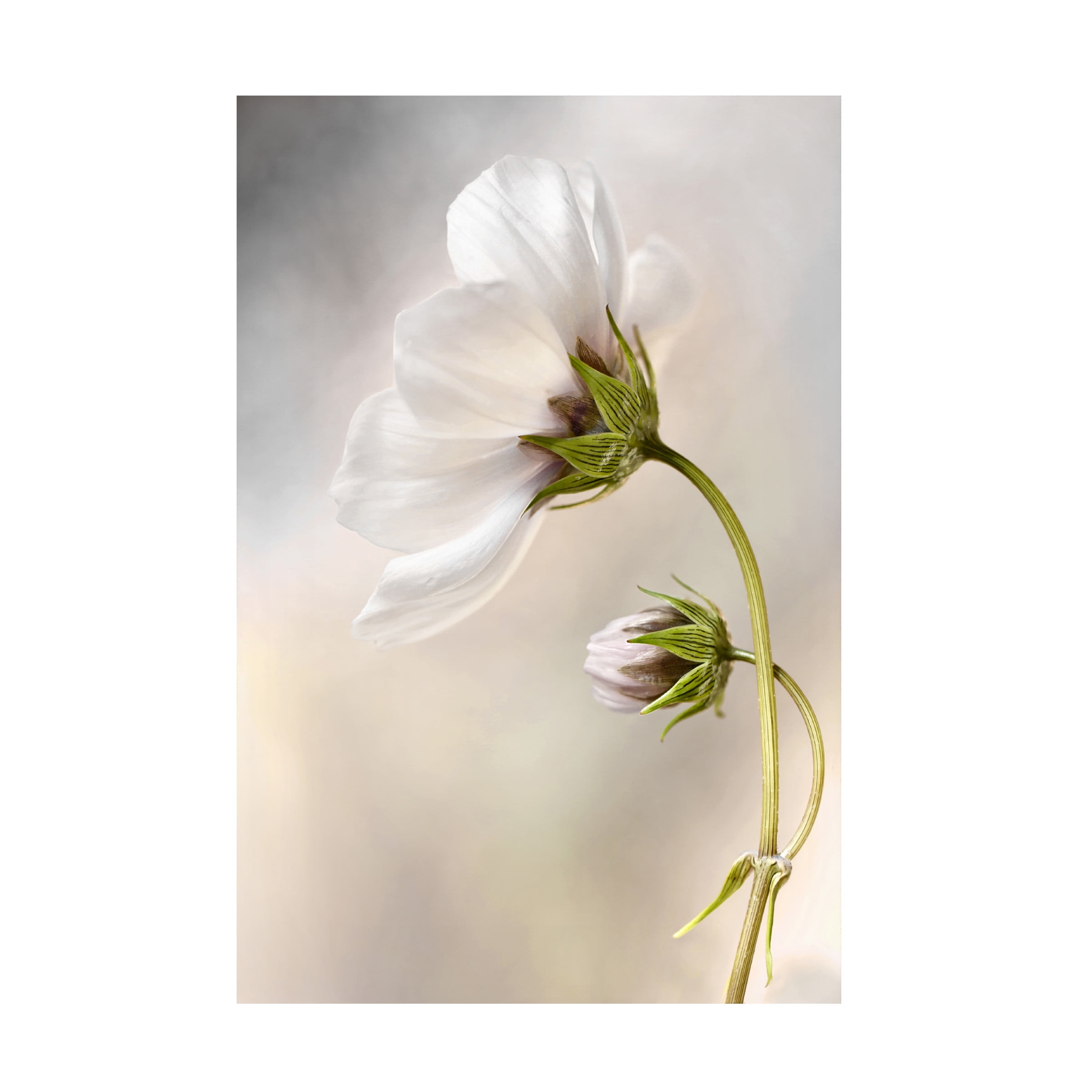 Mandy Disher 'Heavenly Cosmos' Canvas Art