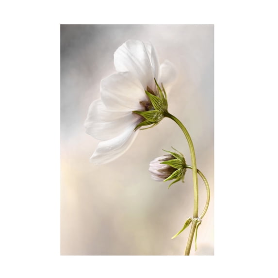 Mandy Disher 'Heavenly Cosmos' Canvas Art