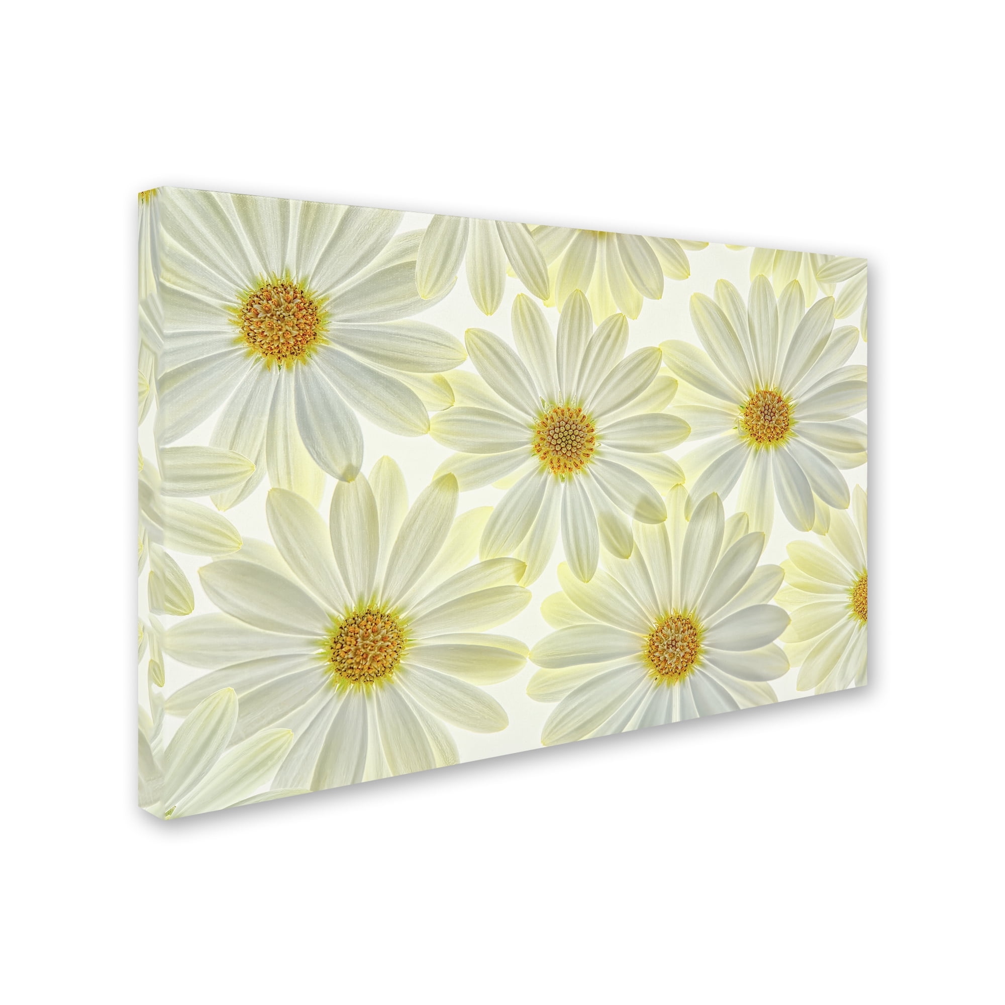 White and Yellow Daisy Flowers Canvas Art 12'' x 19''