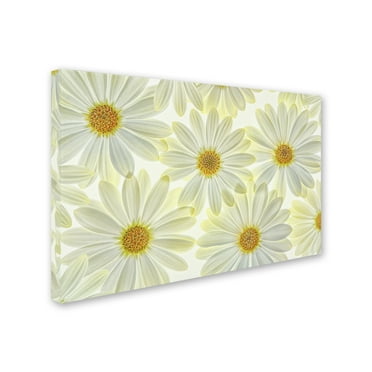 Cora Niele 'Daisy Flowers' Canvas Art
