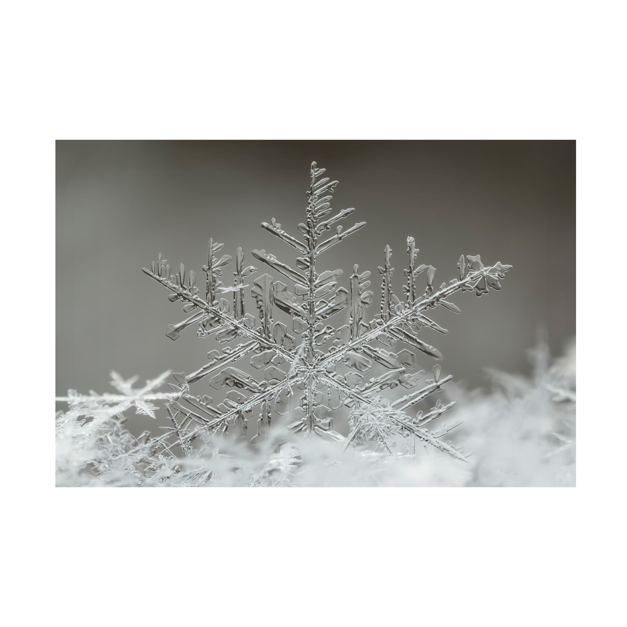 Tsolmon Naidandorj 'Snowflake' Canvas Art