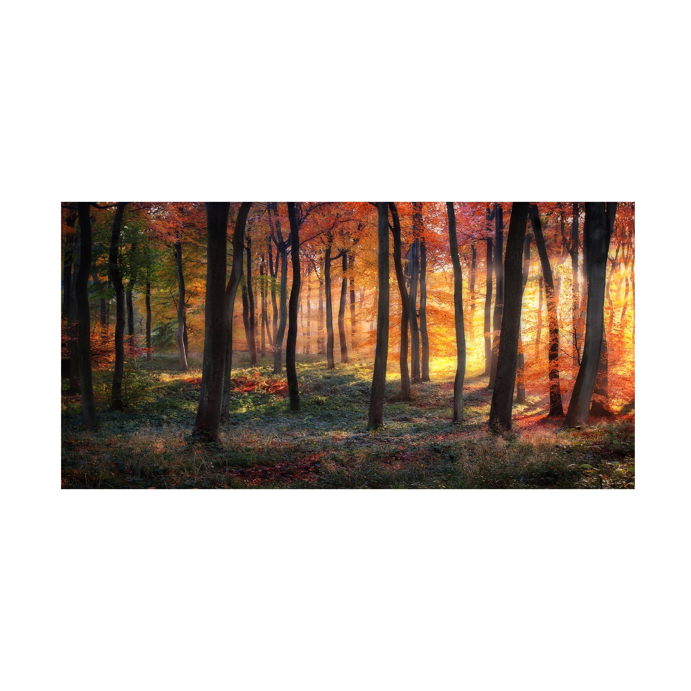 Photokes 'Autumn Woodland Sunrise' Canvas Art