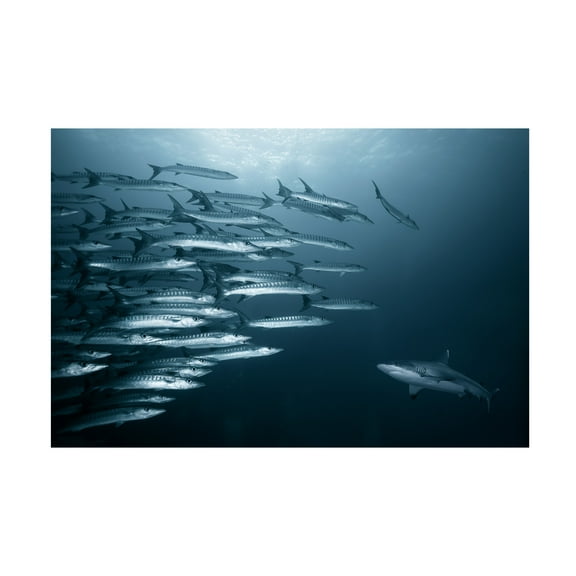 Andrey Narchuk 'Oppositin' Canvas Art