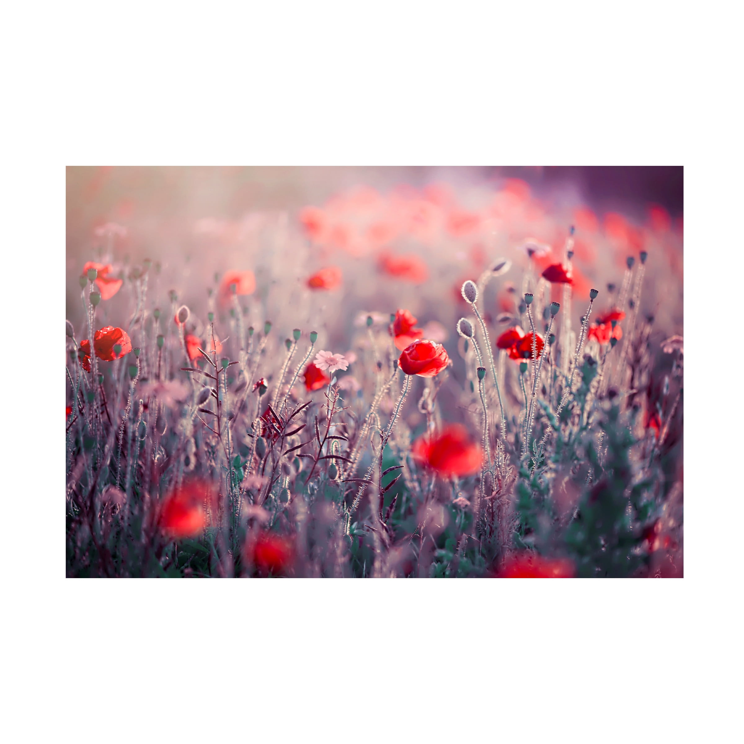 Jacky Parker 'Poppy Meadow' Canvas Art