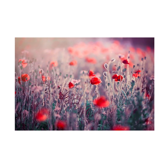 Jacky Parker 'Poppy Meadow' Canvas Art