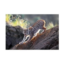 Gianfranco Barbieri 'Lynx At Sunset' Canvas Art