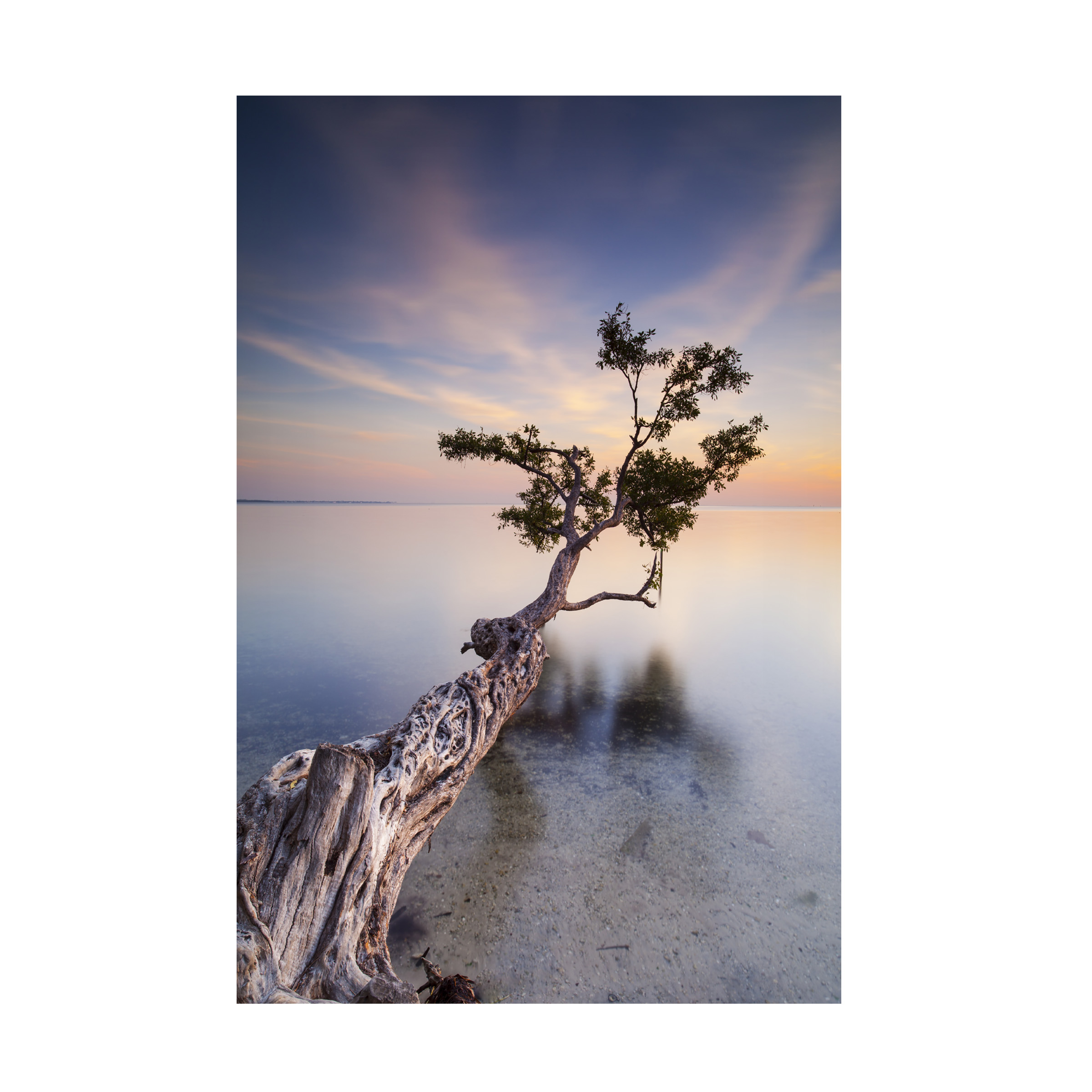 Moises Levy 'Water Tree X' Canvas Art