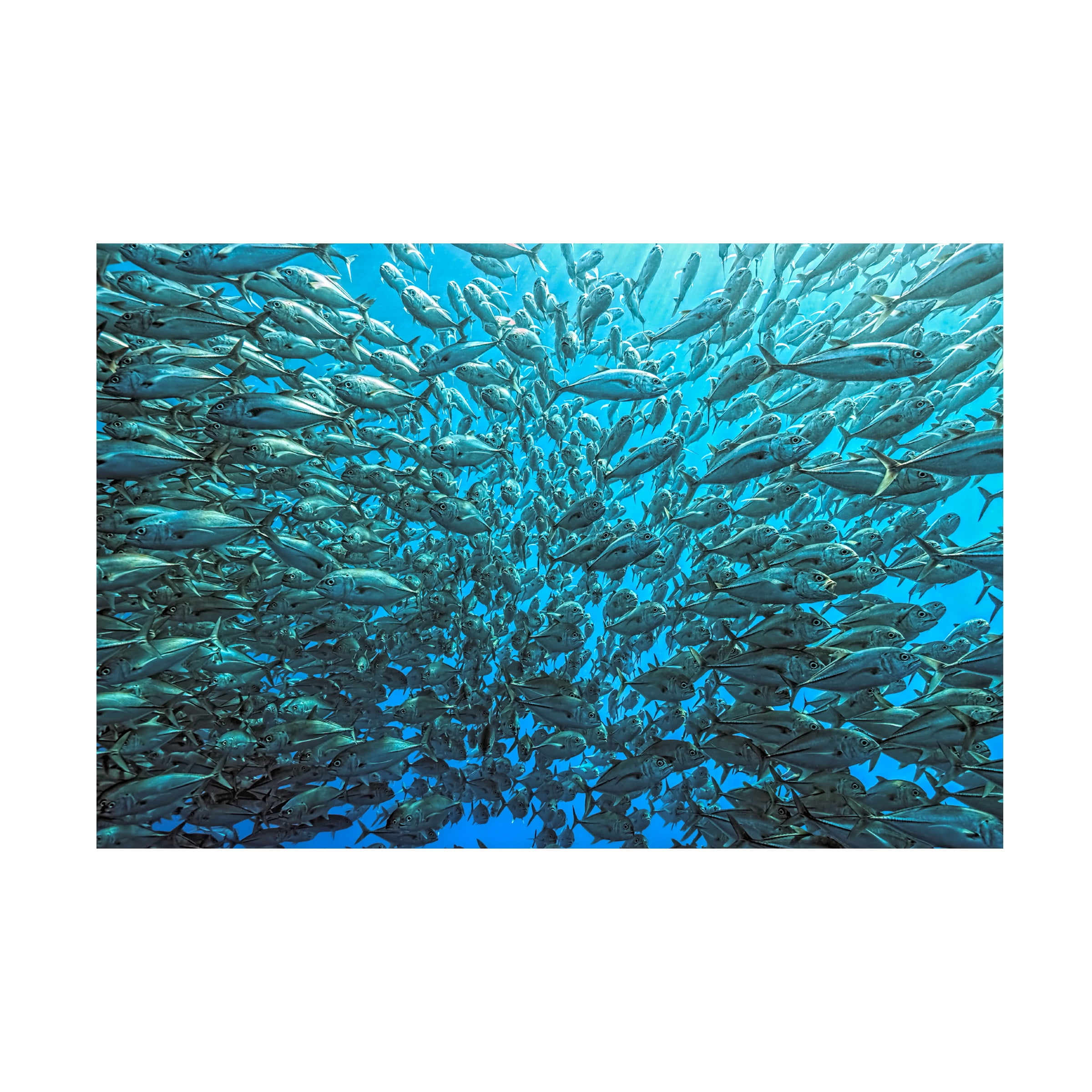 Henry Jager 'Split School Of Jackfish' Canvas Art