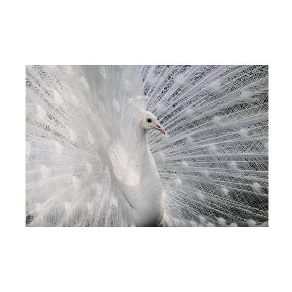 Victoria Ivanova 'As White As Snow' Canvas Art