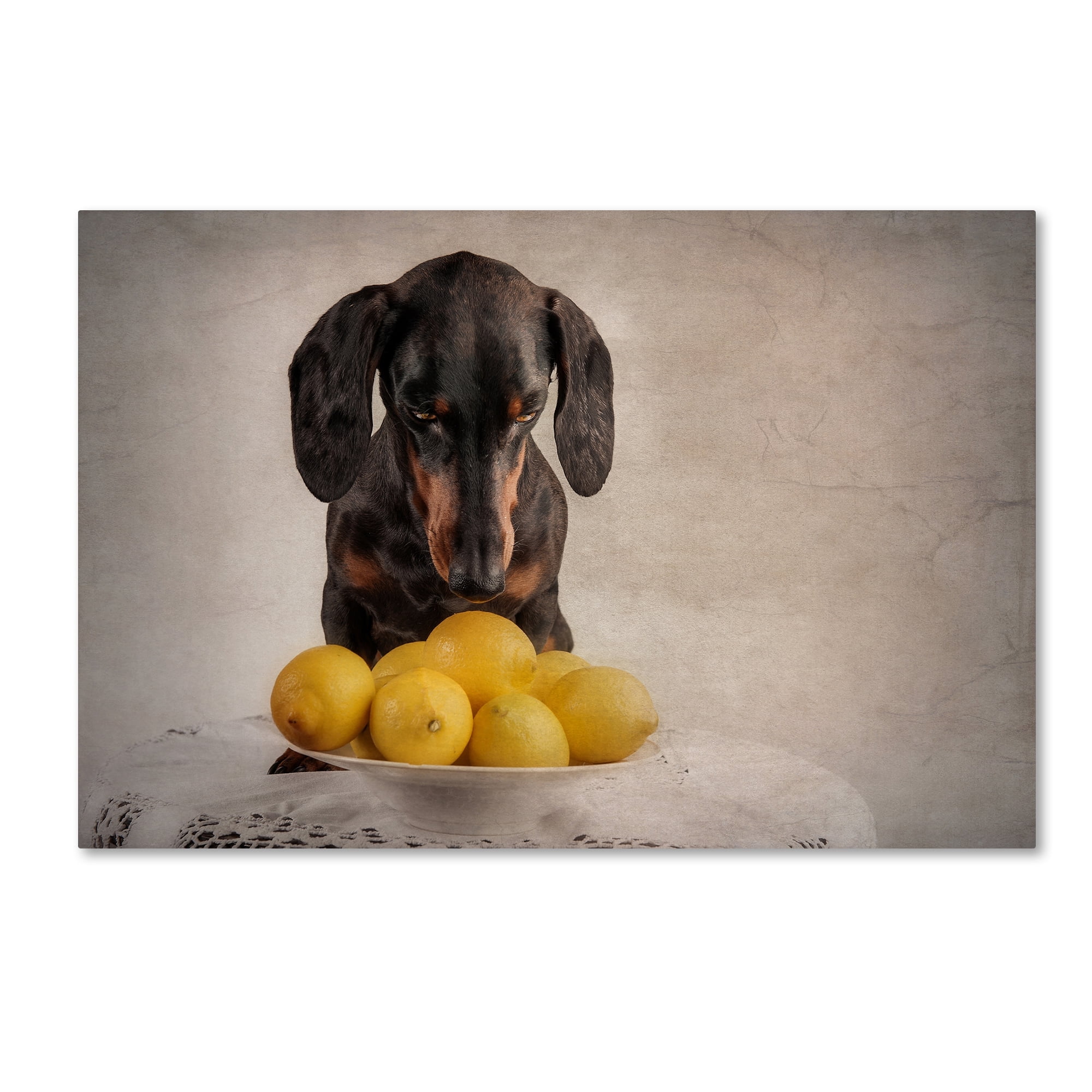 Heike Willers 'When Life Gives You Lemons' Dachshund Canvas Art