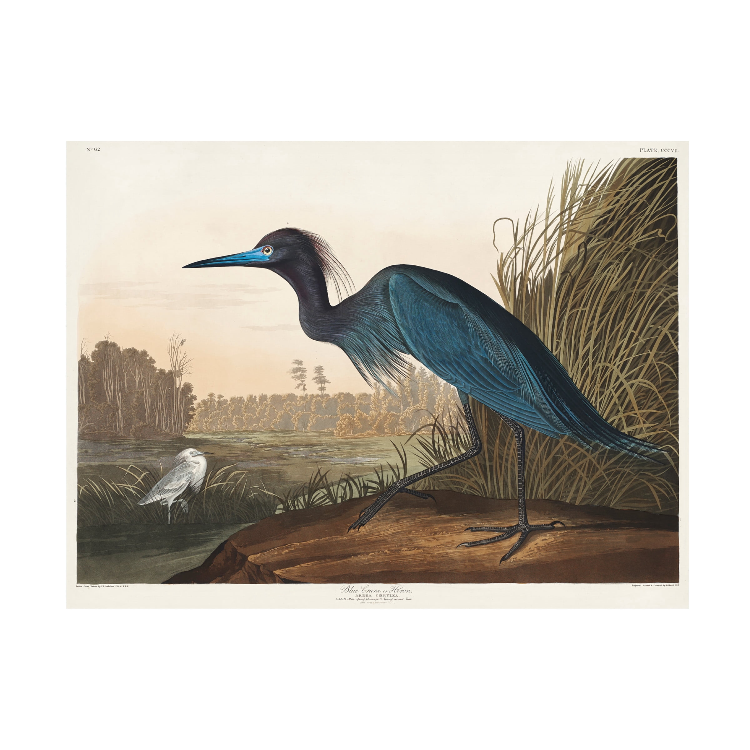 Pictufy 'Blue Crane or Heron From Birds of America 1827' Canvas Art