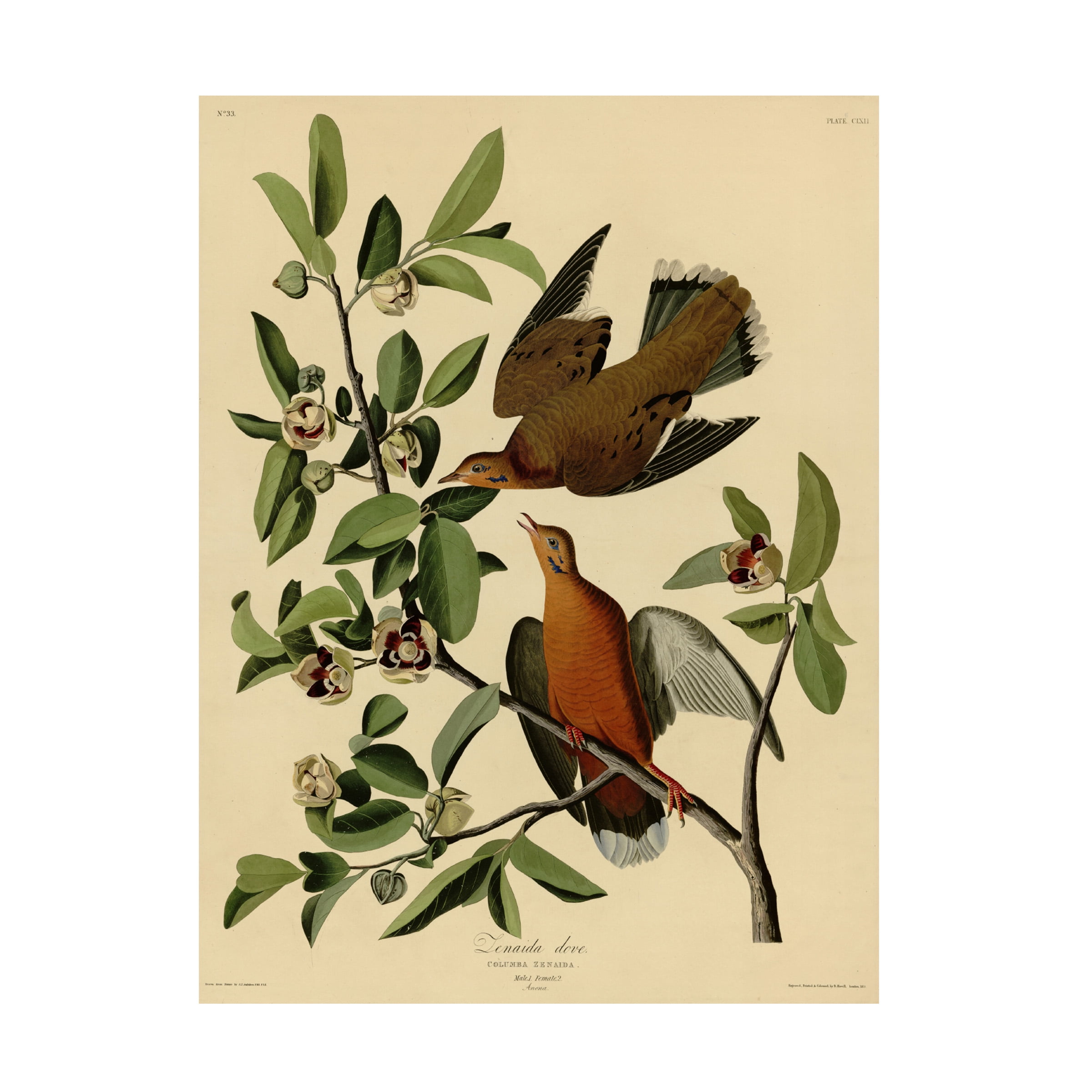 Audubon 'Zenaida Dovesplate 162' Canvas Art