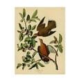 thumbnail image 1 of Audubon 'Zenaida Dovesplate 162' Canvas Art, 1 of 4