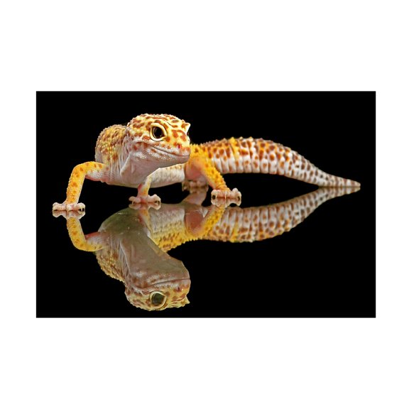Dikky Oesin 'Leopard Gecko' Canvas Art
