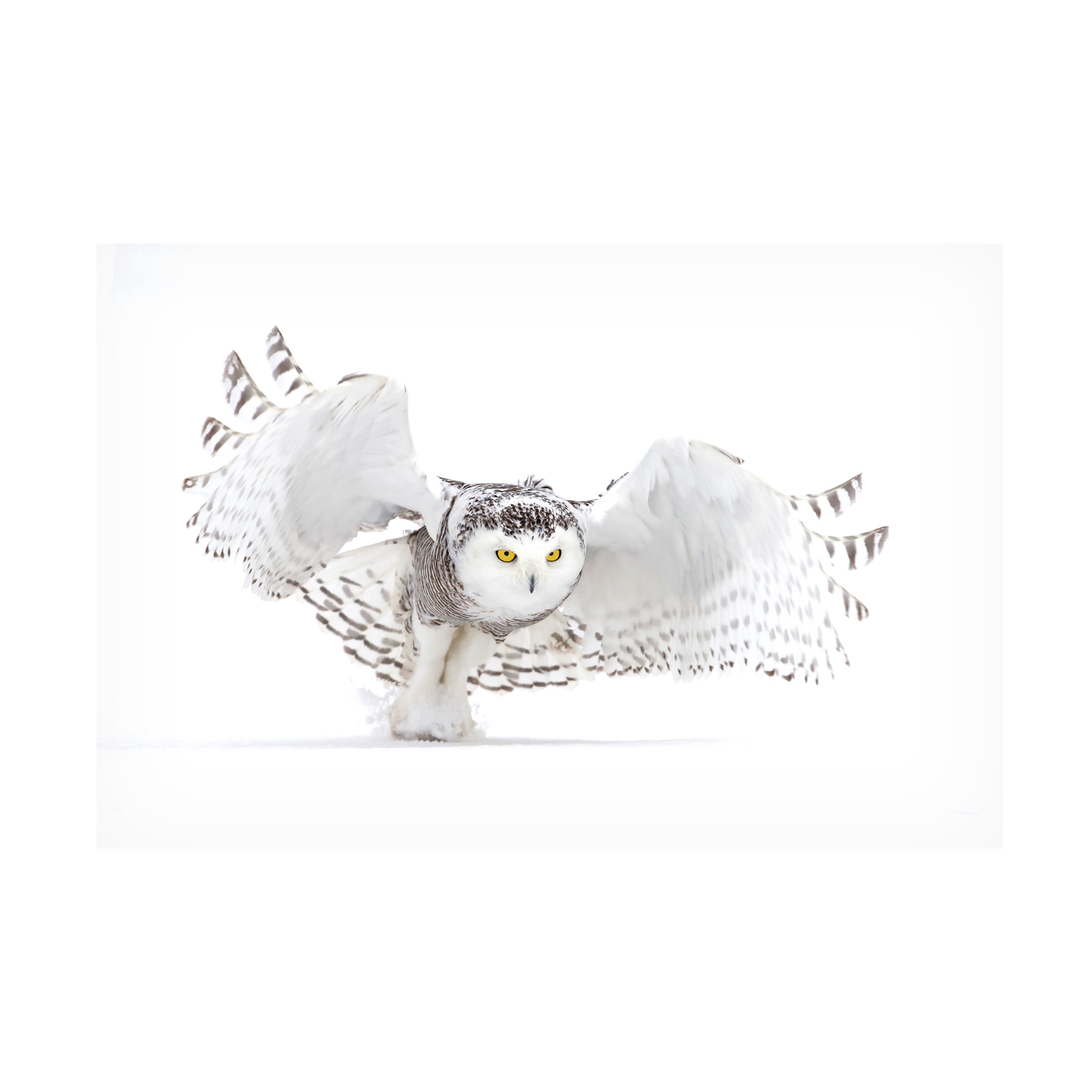 Jim Cumming 'Snowy Owl Jazz Wings' Canvas Art