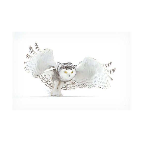 Jim Cumming 'Snowy Owl Jazz Wings' Canvas Art