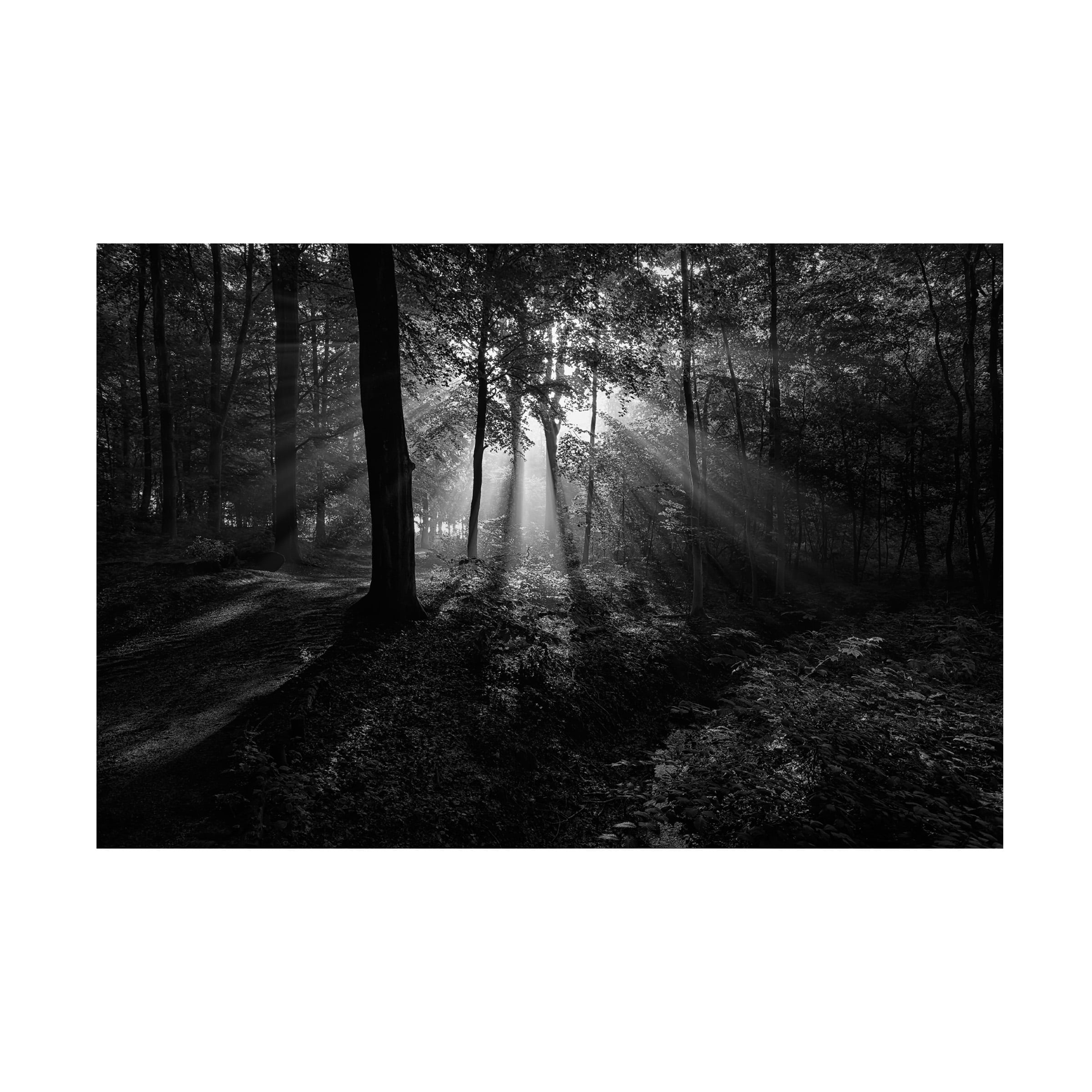 Leif Londal 'A Sunny Morning' Canvas Art