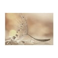thumbnail image 1 of Rina Barbieri 'Prestige' Canvas Art, 1 of 4