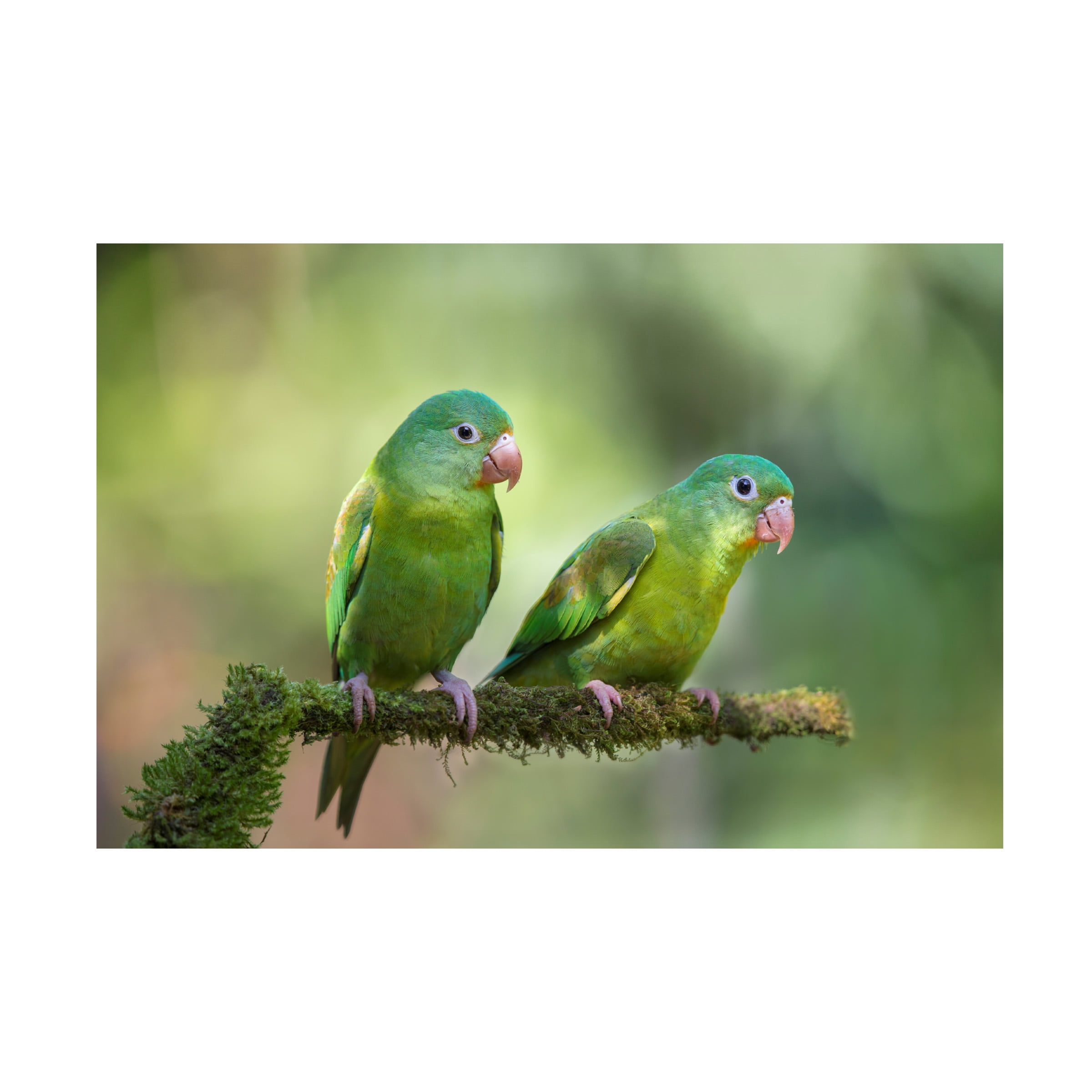 Greg Barsh 'Pair O Parakeets' Canvas Art