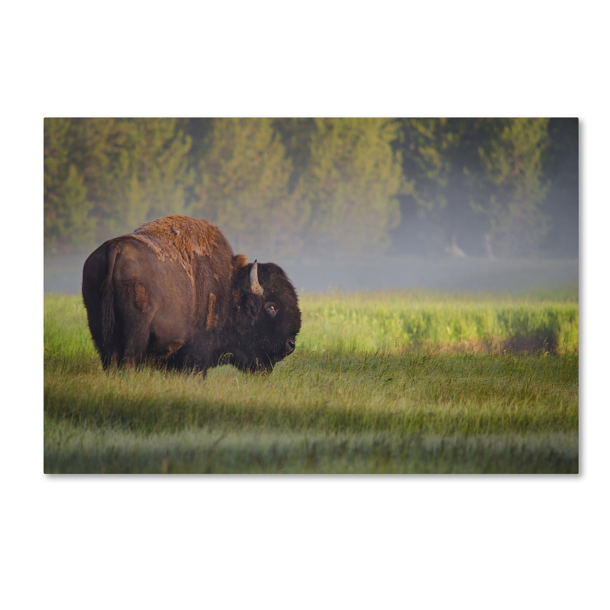 Bison in Morning Light Framed Canvas Print, 20" x 25"