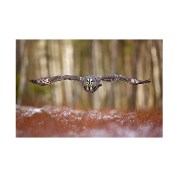 Milan Zygmunt 'Great Grey Owl' Canvas Art