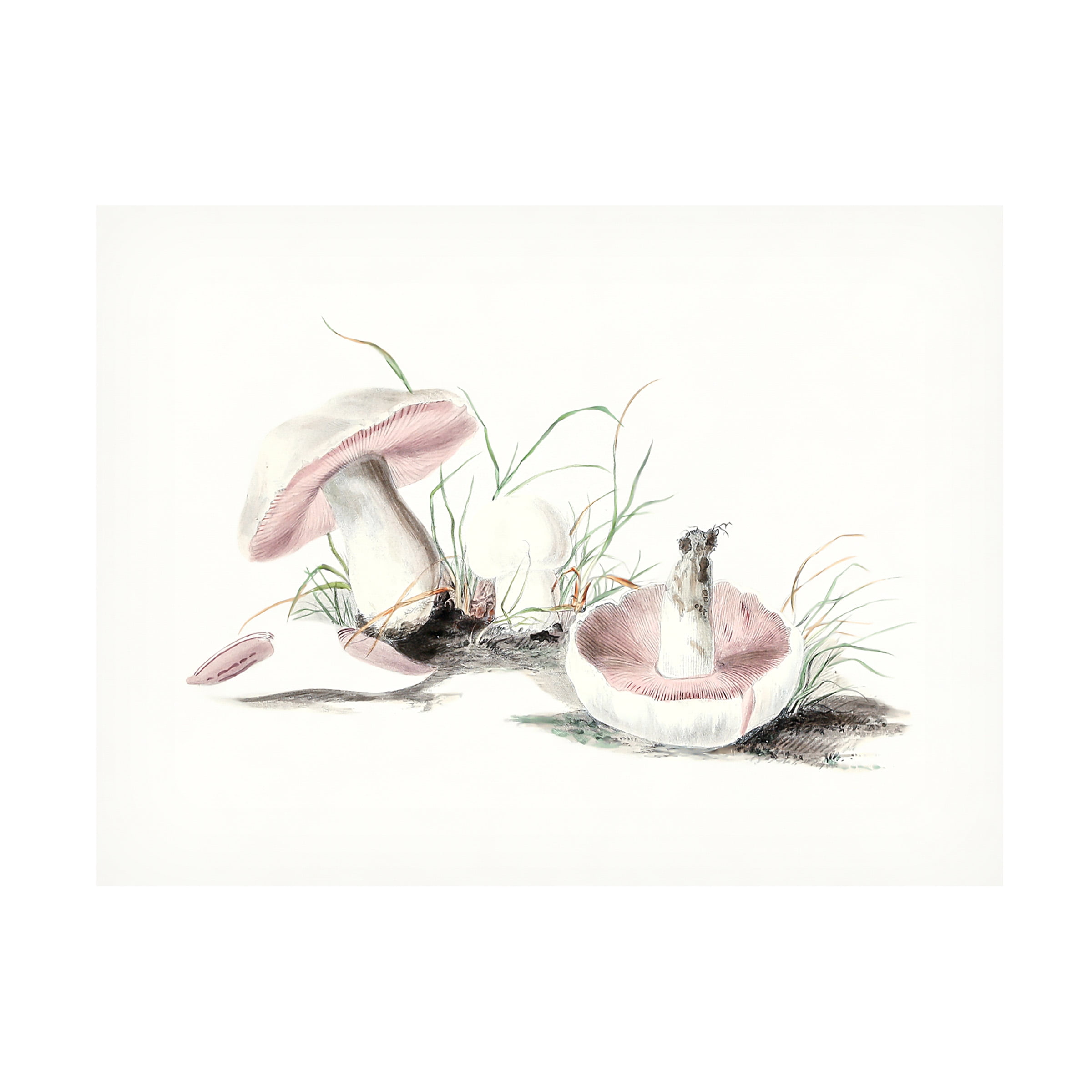 Pictufy 'Hand Drawn Field Mushroom' Canvas Art