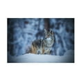 thumbnail image 1 of Jenny Qiu 'Coyote In Winter' Canvas Art, 1 of 4