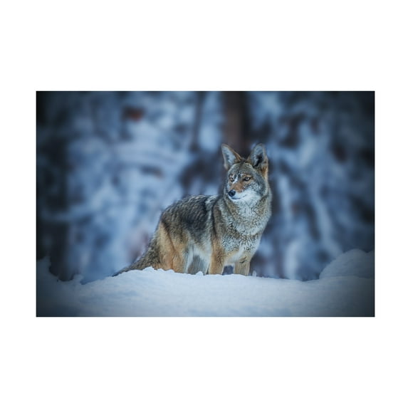 Jenny Qiu 'Coyote In Winter' Canvas Art