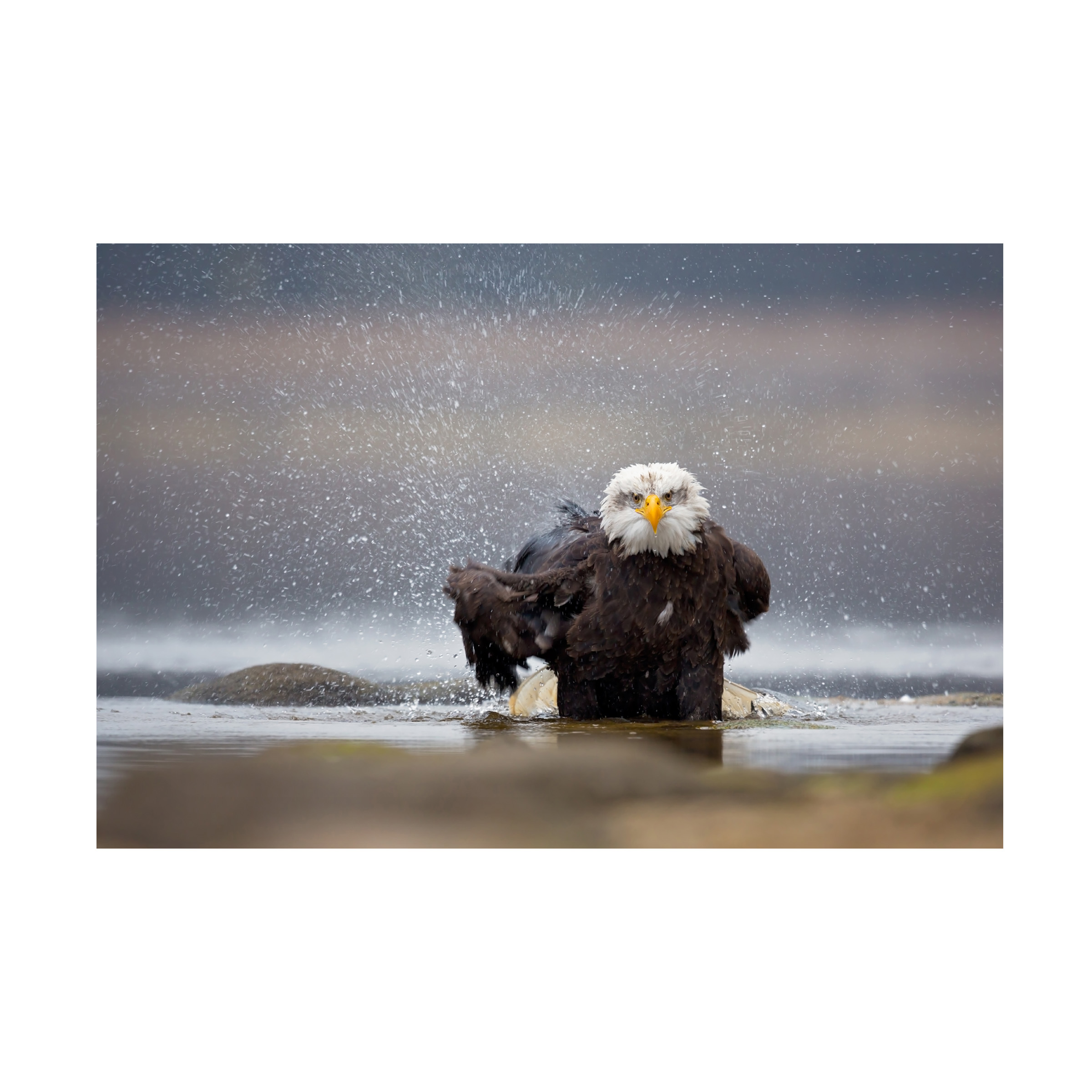 Milan Zygmunt 'Bald Eagle' Canvas Art