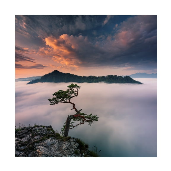 Karol Nienartowicz 'Bonsai VI' Canvas Art