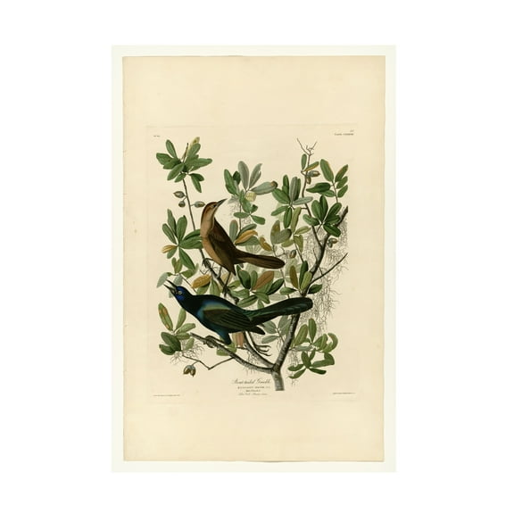 Audubon 'Boattailed Grackleplate 187' Canvas Art