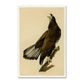 thumbnail image 1 of Audubon 'Whiteheaded Eagleplate 126' Canvas Art, 1 of 3