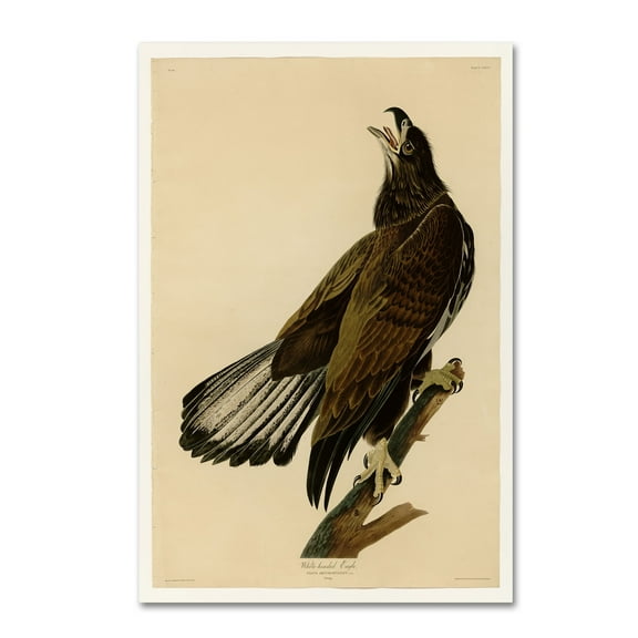 Audubon 'Whiteheaded Eagleplate 126' Canvas Art