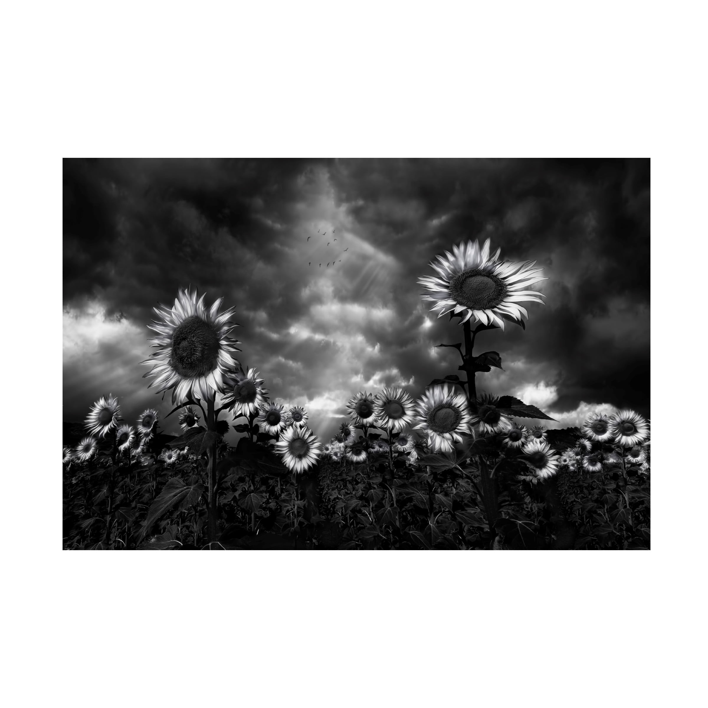 Fran Osuna 'Sunflowers' Canvas Art